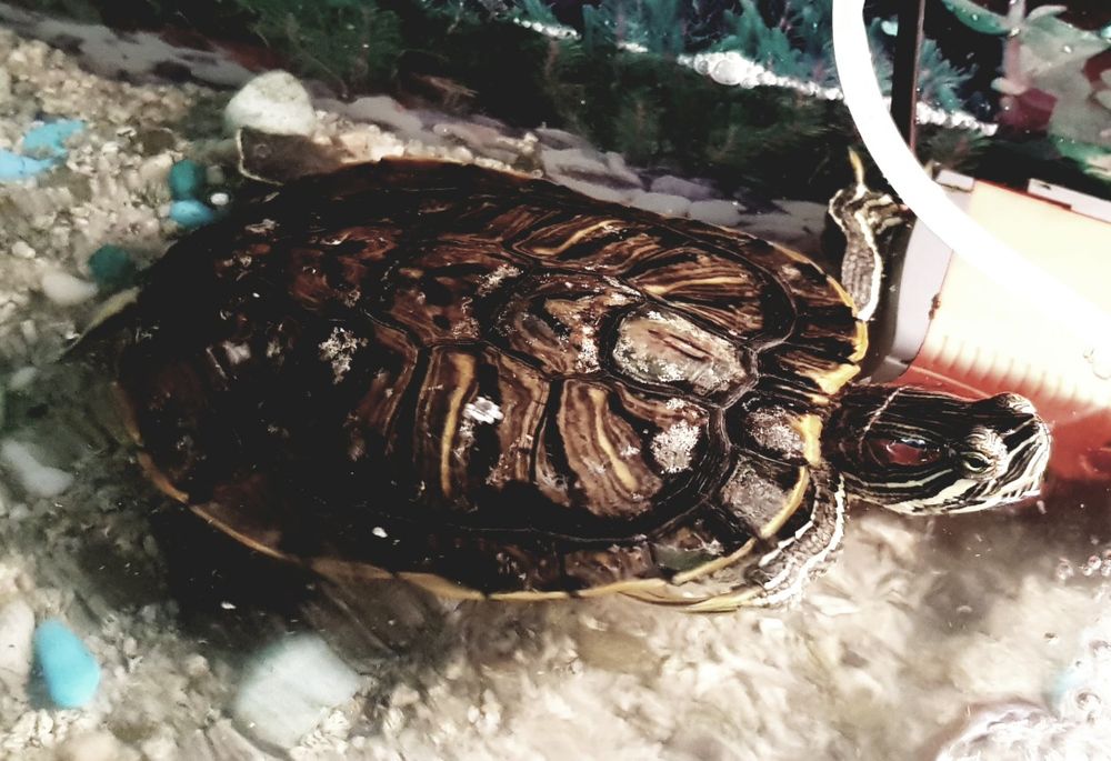 Красноухая черепаха