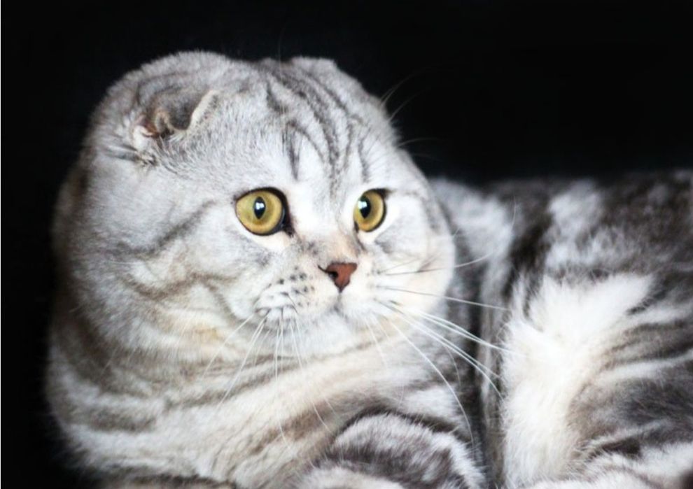 Кот шатланский вислоухии