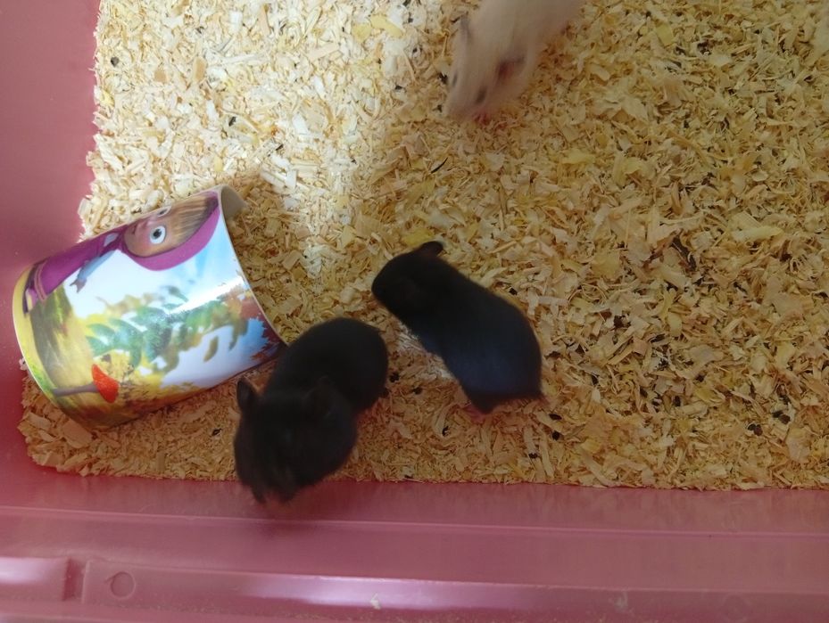 Продам в хорошие руки