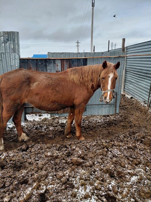 Жылқылар сатамын