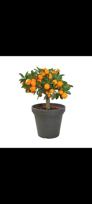 Лимоны Мандарины комнатные растения