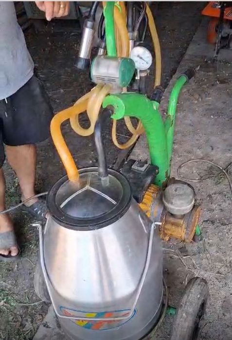 Vând  mulgătoare de vaci