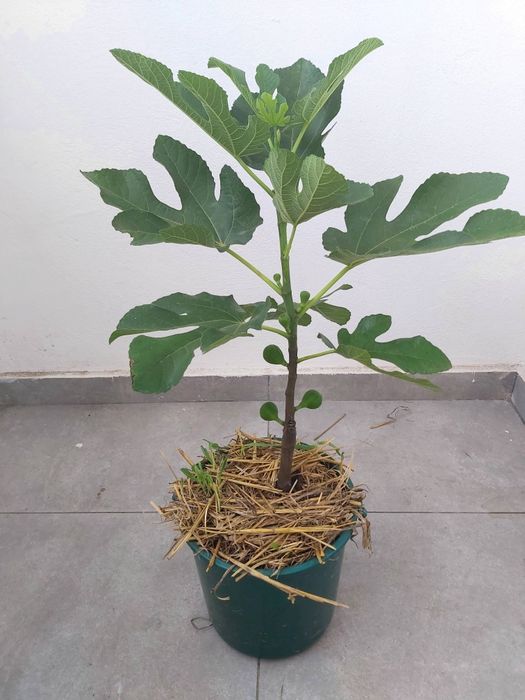 Smochini  la  ghiveci 80 cm H - Berceni