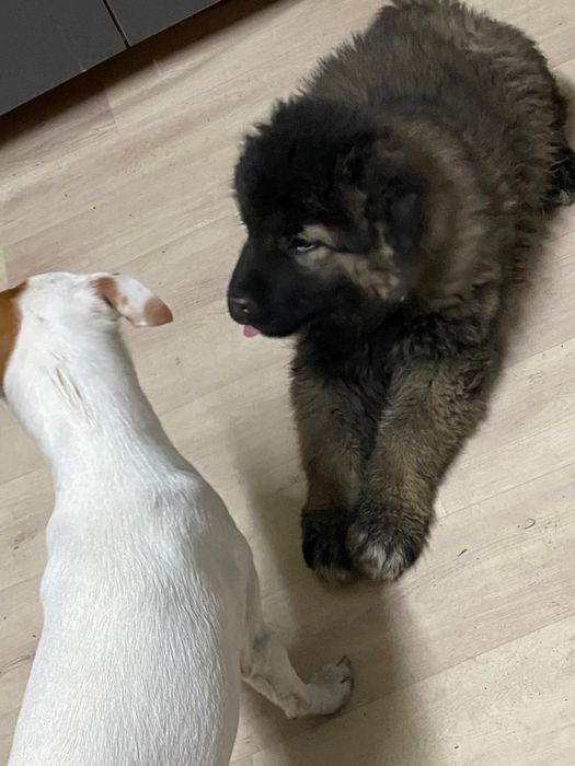 Продам щенка ковказца