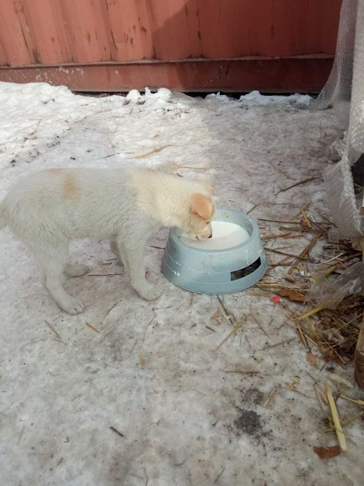 Щенки 2 месяца мать лайка