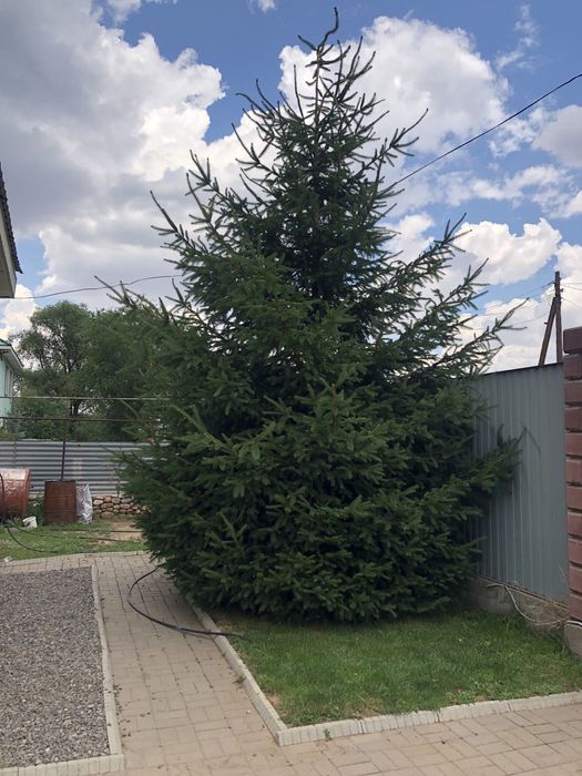 Ель, 6 метров