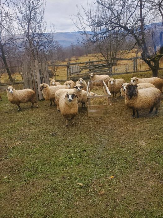 10 oi de vânzare mai multe detalii la telefon