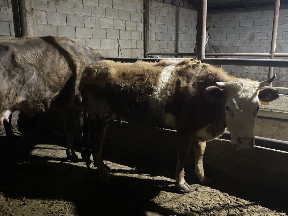 Продам бык. Бұқа сатылады