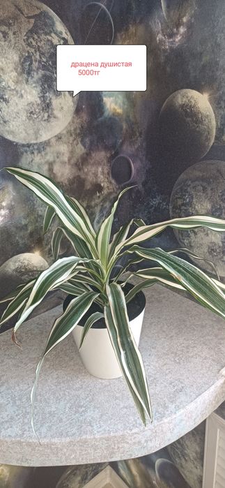 Продам комнатные цветы