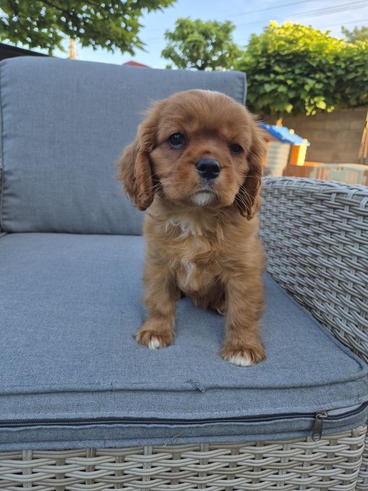 Cavalier king charles