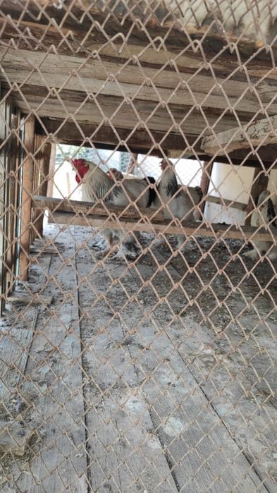 Tovuq,joja,xo’roz(barama)