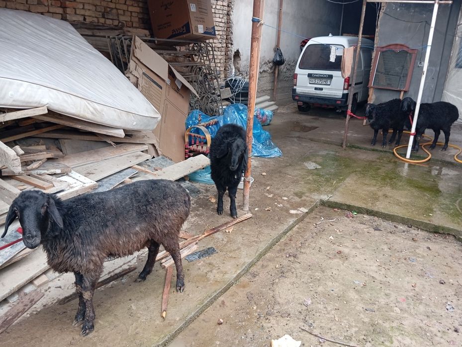 Qòzi qòchqorla sotiladi