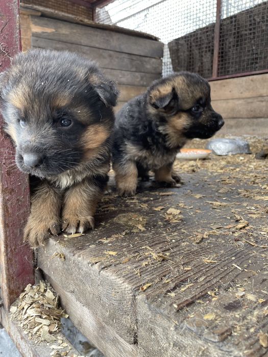 Щенки немецаой овчарки