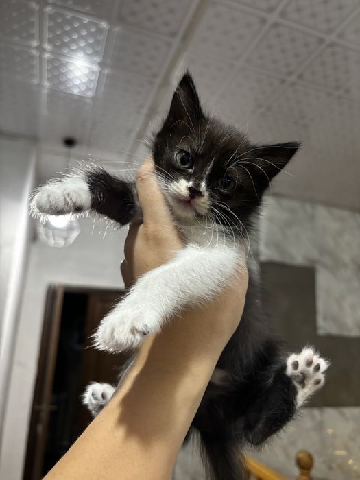Отдам котенка в добрые руки