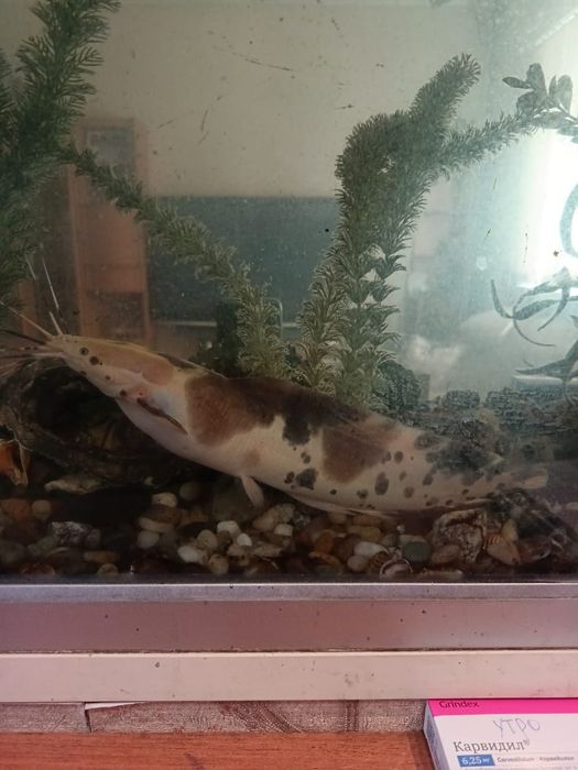 Продам Сом Клариус тигровый