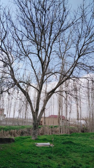 Yongoq daraxti  sotiladi