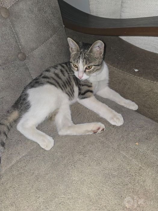 Котёнок мальчик, 4 месяца