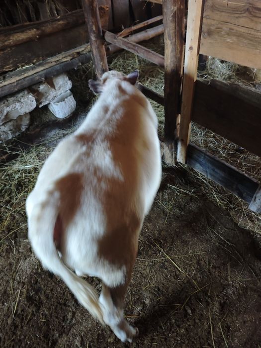 Vând vițică Belga Blue.