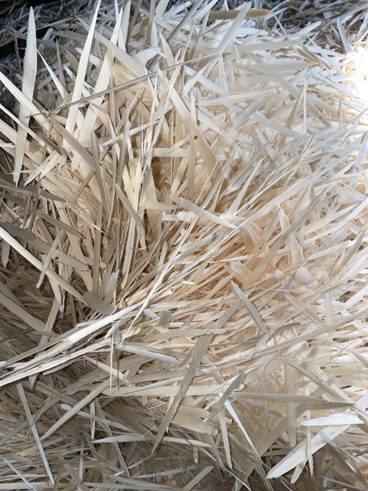 Tol qirrindisi Apilka sotiladi