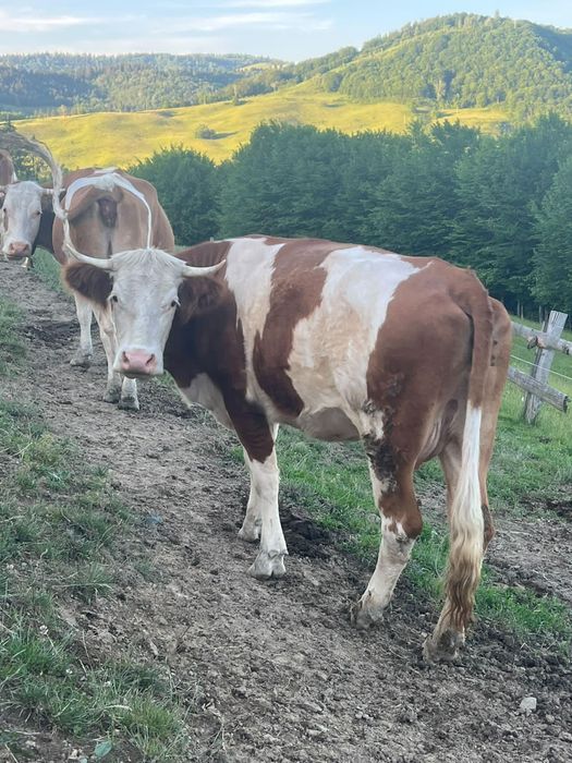 De vânzare juninca de 2 ani