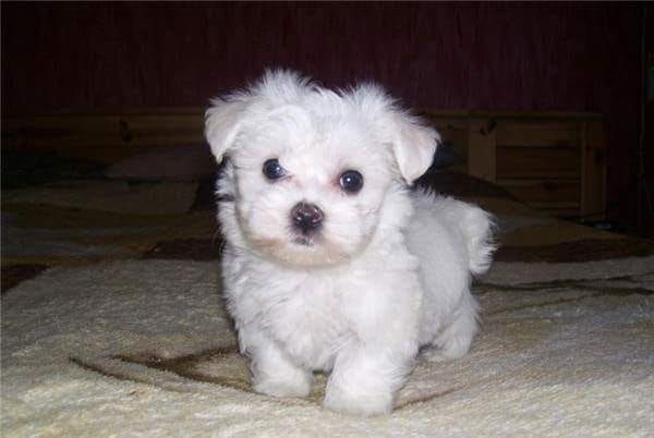 Bichon maltez toy alb imaculat