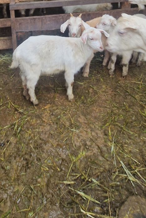 Заеен ешкі лактары сатылады