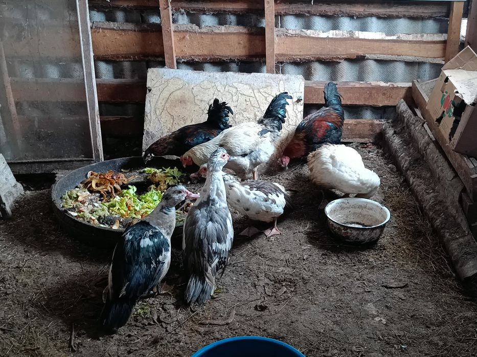 Продам семью индоуток 2+1