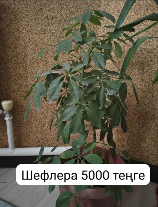 Домашние цветы / По хорошей цене