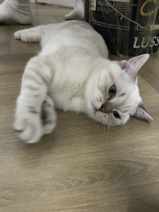 Продается котика скоттиш фолд