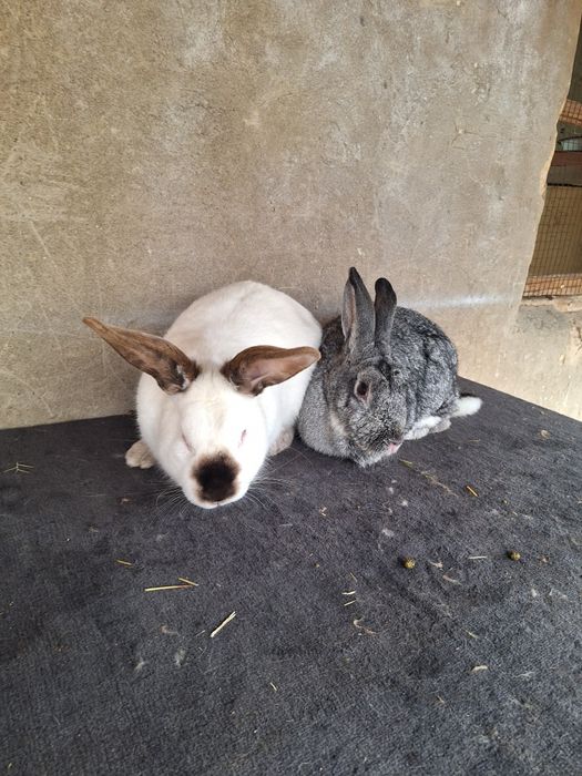 Пара взрослых кроликов