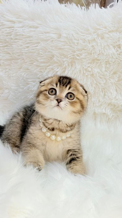 Продам котенка скоттиш-фолд