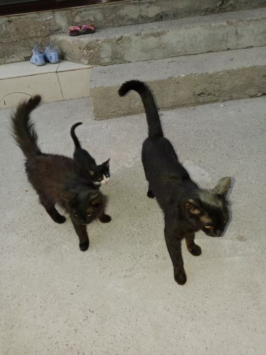 Дорим хорошие руки