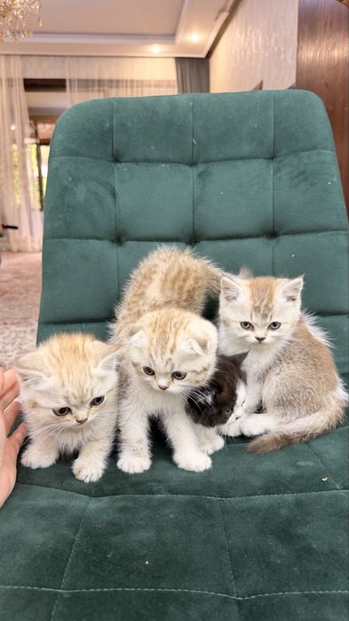 Продаются породитстые котята 2х месячные