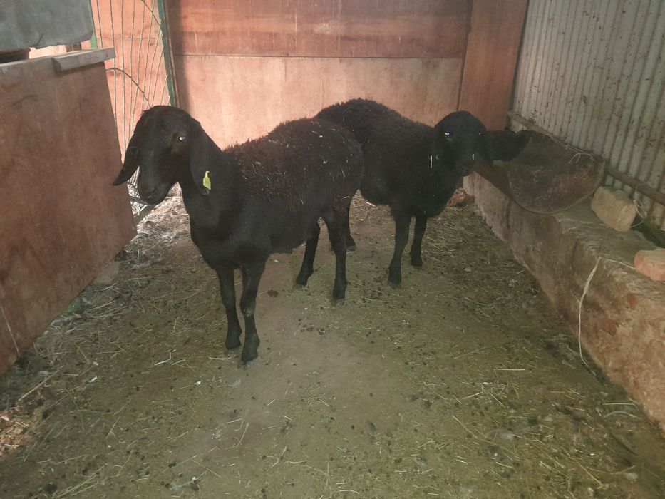 Токтылар сатылады