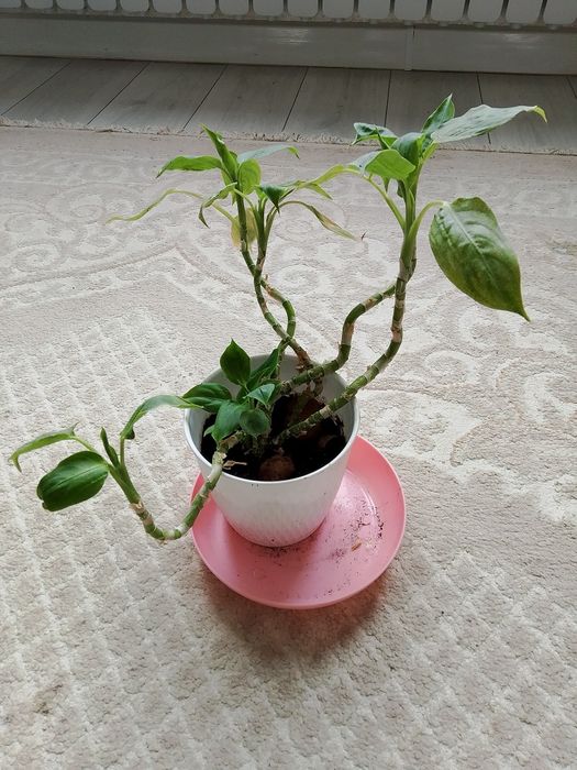 Кепілдік берілмейді.