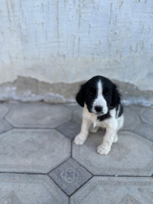 Щенки спаниеля уже 2 месяца