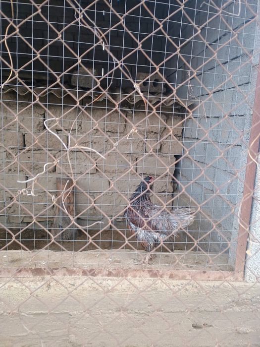 3 штук 2 мекен 1 қораз