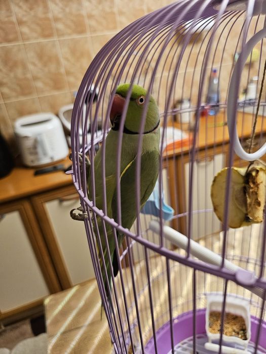 Papagal Micul Alexander