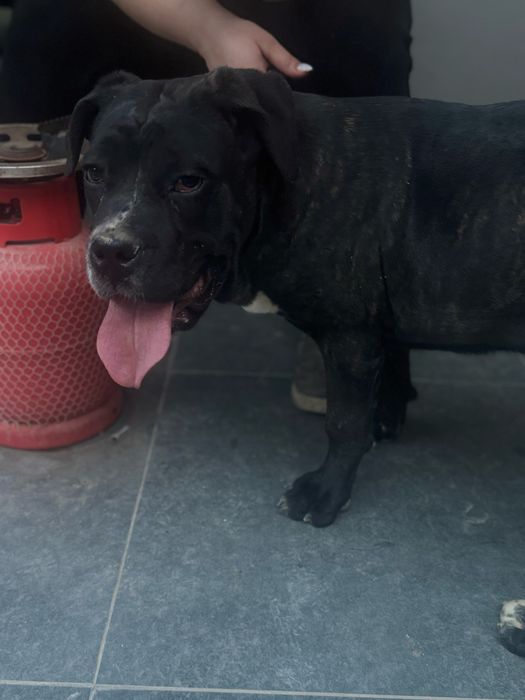 Срочно продаются Кане корсо