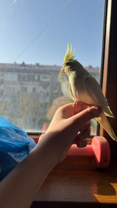 Корелла самка 4 месяца