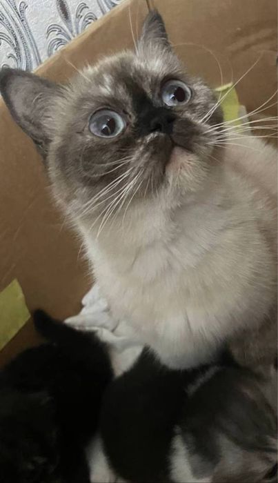 2 Кошки Шотландские