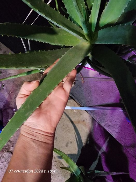 Продам Алоэ Вера 5 лет