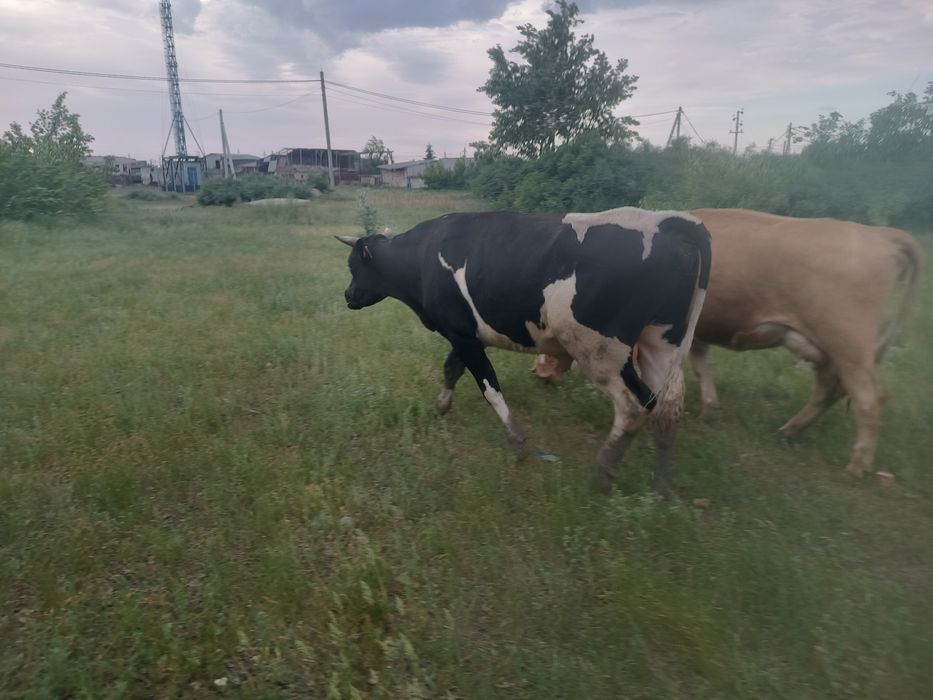 Продам быка. ! !