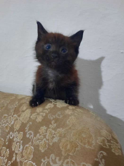 Котенок в добрые руки . Мальчик