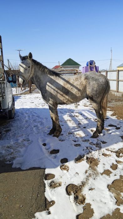 Көк Айғыр 6 жасар