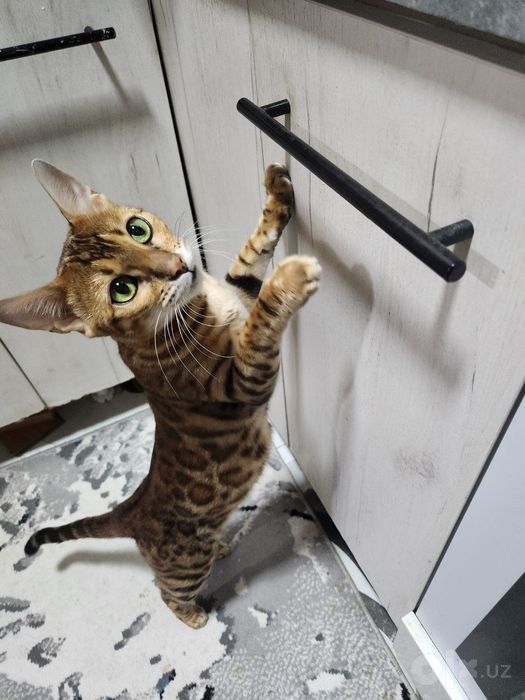 Bengal qiz mushuk