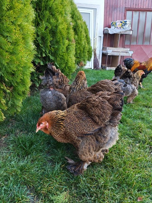 Vând familie Brahma potarnichiu 5+1din 2025