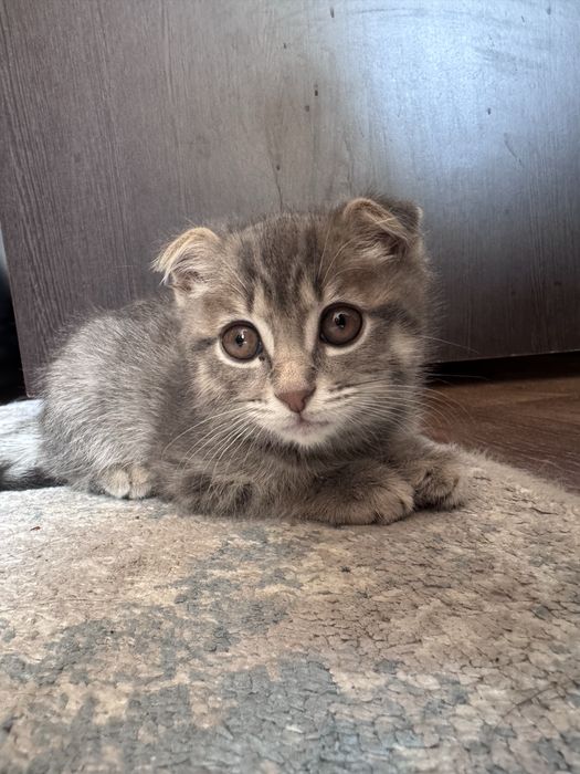 Продаётся котёнок, 3 месяца