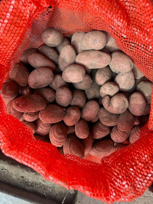 Семена картофеля 2 репрадукция