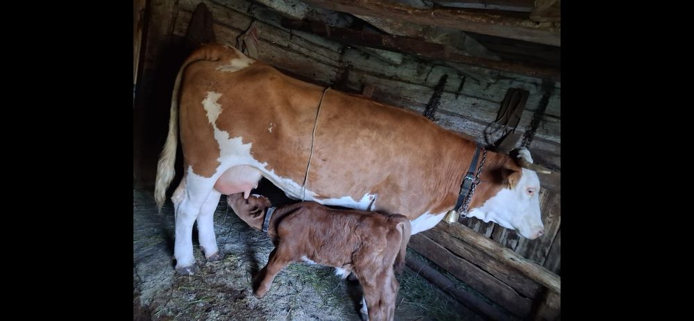 Vaca de vanzare  cu vitel